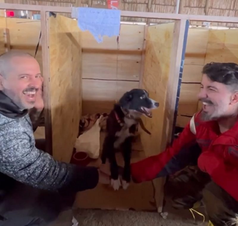 Animais do RS estão disponíveis para a adoção nos abrigos das cidades gaúchas 