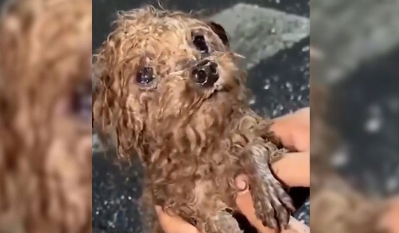 Animais resgatados: Cachorrinho resgatado por homem emociona a internet. 