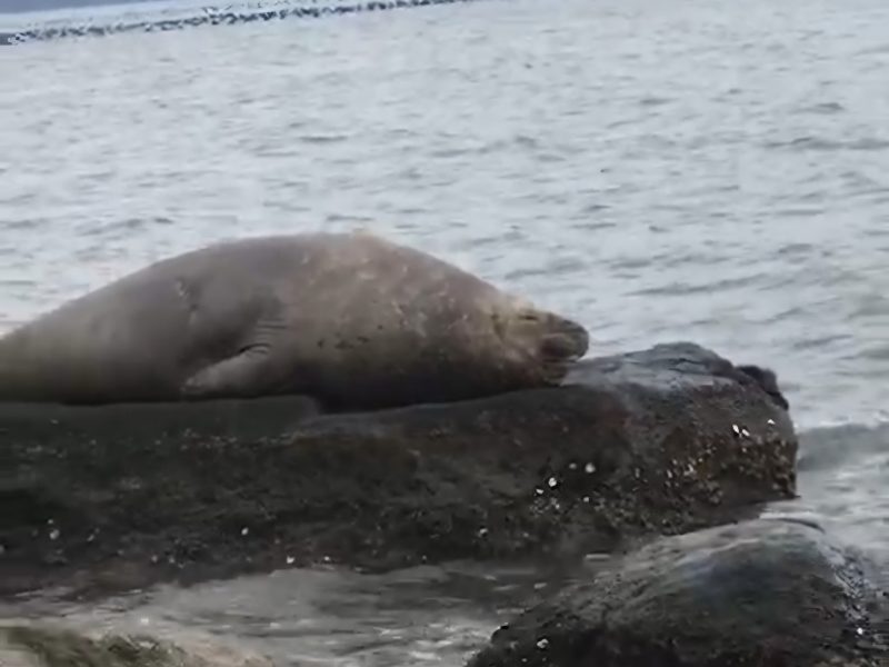 Animal foi visto descansando em pedra em praia de Florianópolis