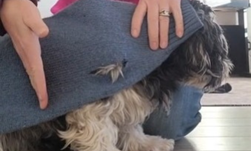 Roupinhas podem ser feitas a parir das mangas de su&eacute;ter – Foto: Reprodu&ccedil;&atilde;o/ND