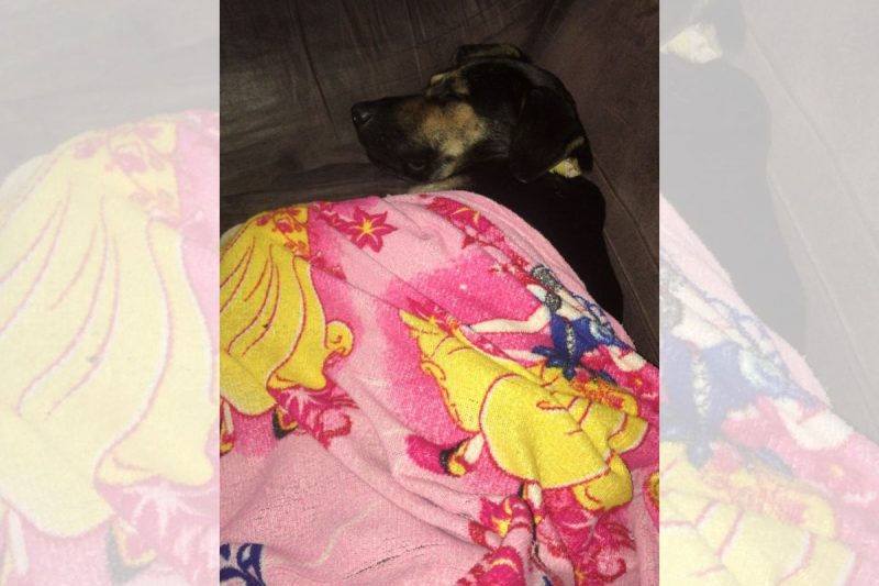 cachorro chorão dormindo no sofá com uma coberta de princesa rosa