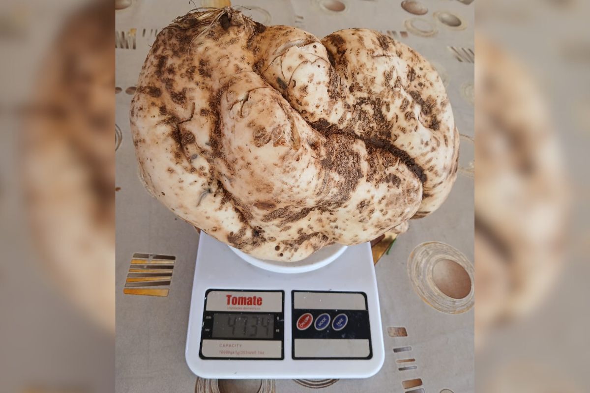 A batata-doce pesou 4,7 kg em Alto Bela Vista no Oeste de SC - Arquivo Pessoal/ND