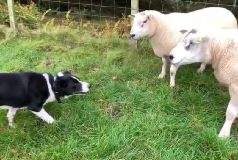 Border Collie utiliza de sua inteligência para conduzir ovelhas de volta ao curral