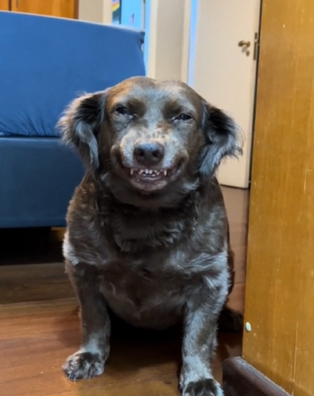 Cachorra se faz de desentendida e da risada ao descobrirem a bagunça - Foto: Jessica Leme/Reprodução/ND
