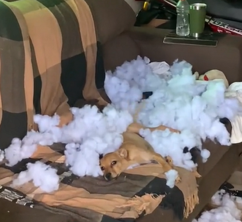 Cachorra finge costume ao destruir sofá - Foto: Lucas Morbene/Reprodução/ND