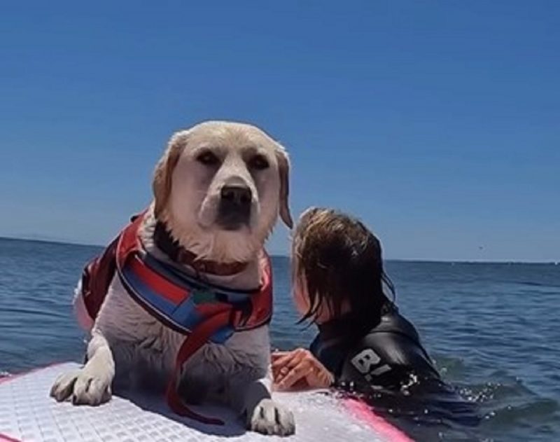 Cachorra pega onda com ajuda de seu tutor