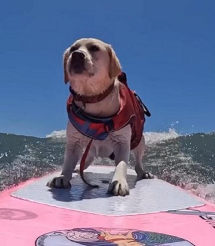 A surfista de quarto patas em cima da prancha no mar