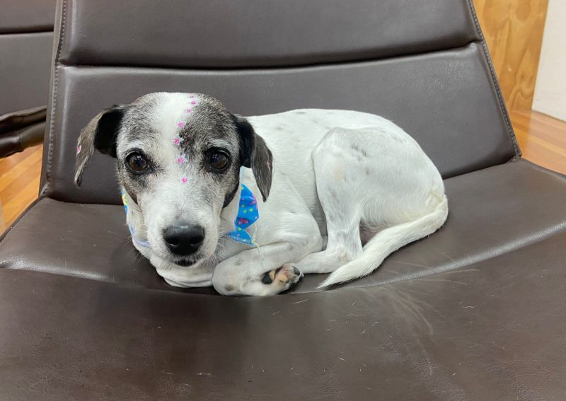 P&eacute;rola agora ter&aacute; uma vida feliz em seu novo lar – Foto: Reprodu&ccedil;&atilde;o ND