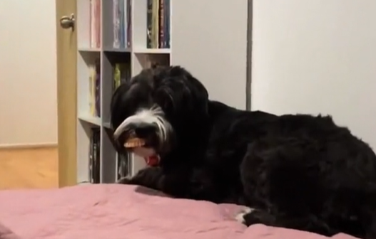 Tutora filma cachorro exibindo sorriso ap&oacute;s roubar dentadura de idosa – Foto: Reprodu&ccedil;&atilde;o/Internet