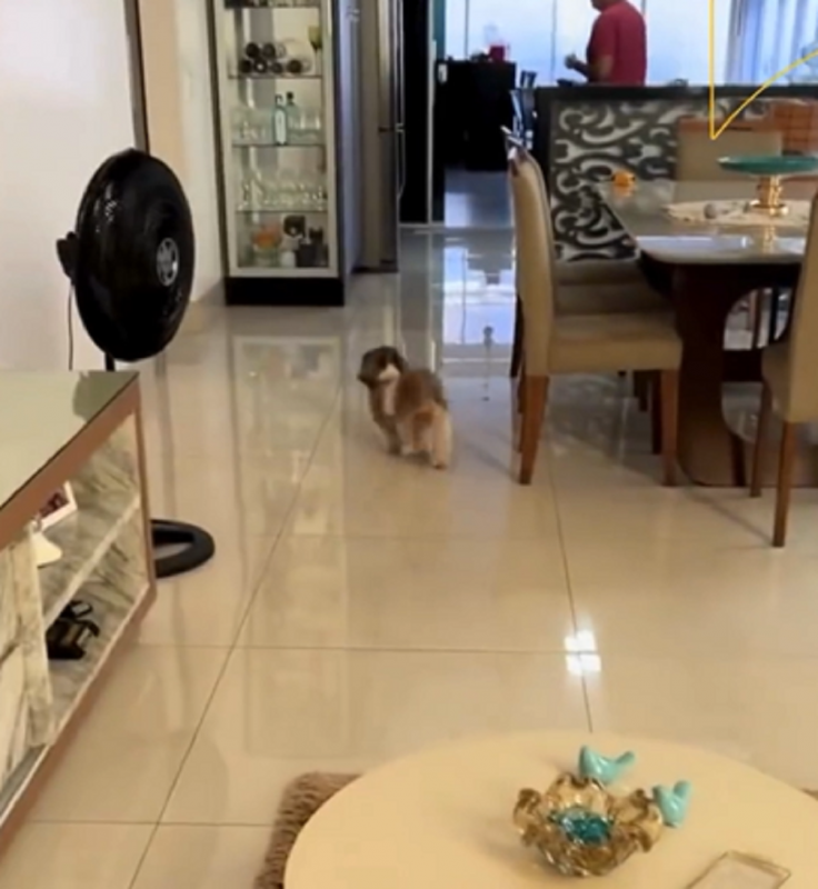 Alegria do pet Nick é contagiante e vídeo viraliza - Foto: Danichermont/Reprodução/ND