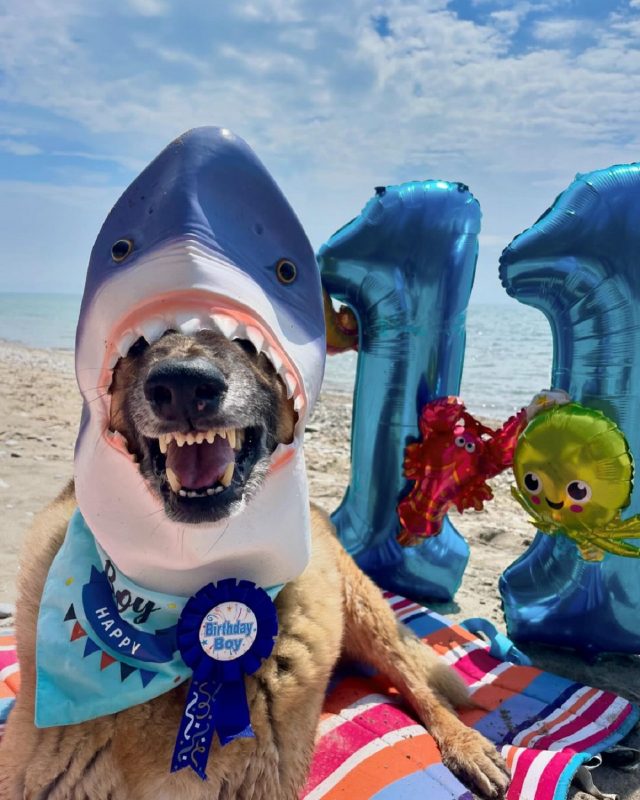 Django, um cachorro simpático viralizou ao ter uma festa temática de tubarão - Foto: Django Smiles/Reprodução/ND
