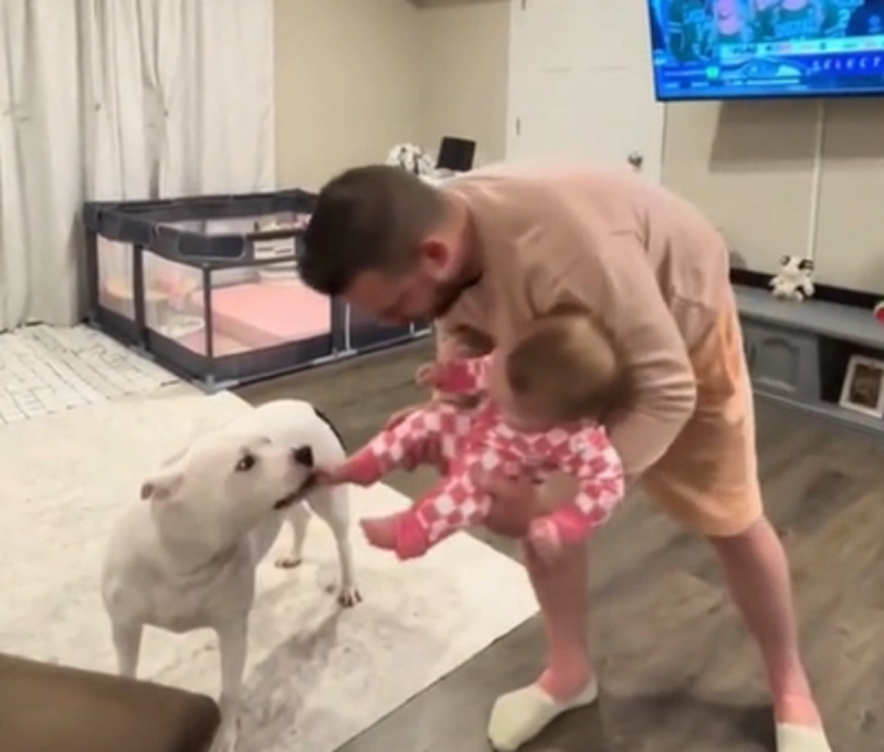 Cachorro da mordidinhas em bebê e vídeo viraliza - Foto: Amo meu pet/Reprodução/ND