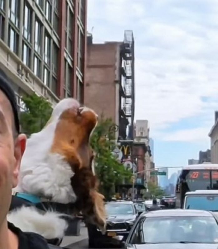 Cachorro Kaido uivando com seu tutor de bicicleta