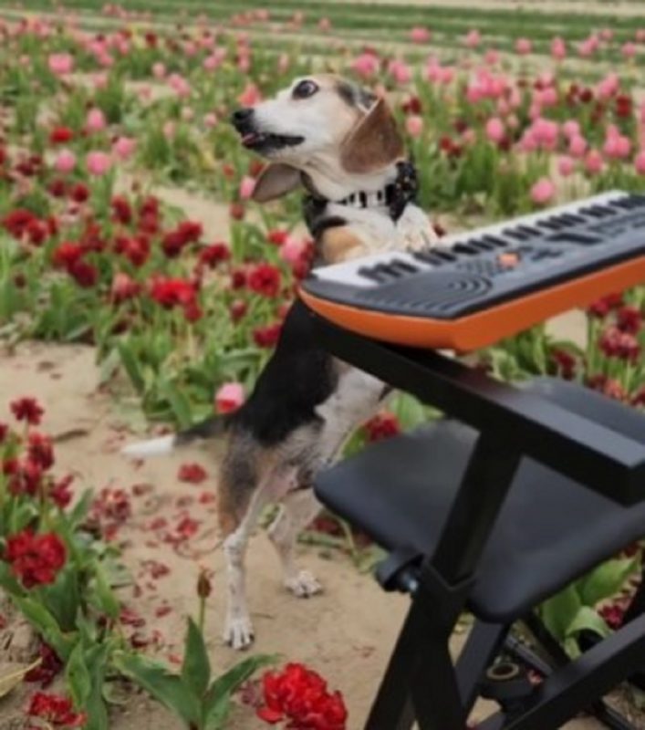 Cachorro em meio à flores e seu teclado