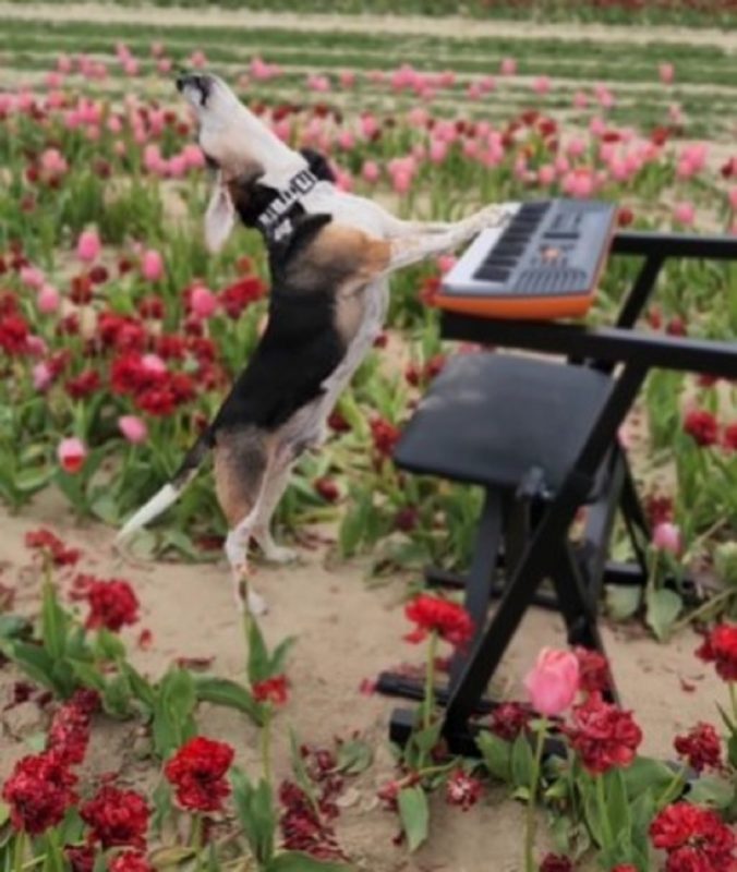 Cachorro artista consegue cantar e tocar teclado ao mesmo tempo