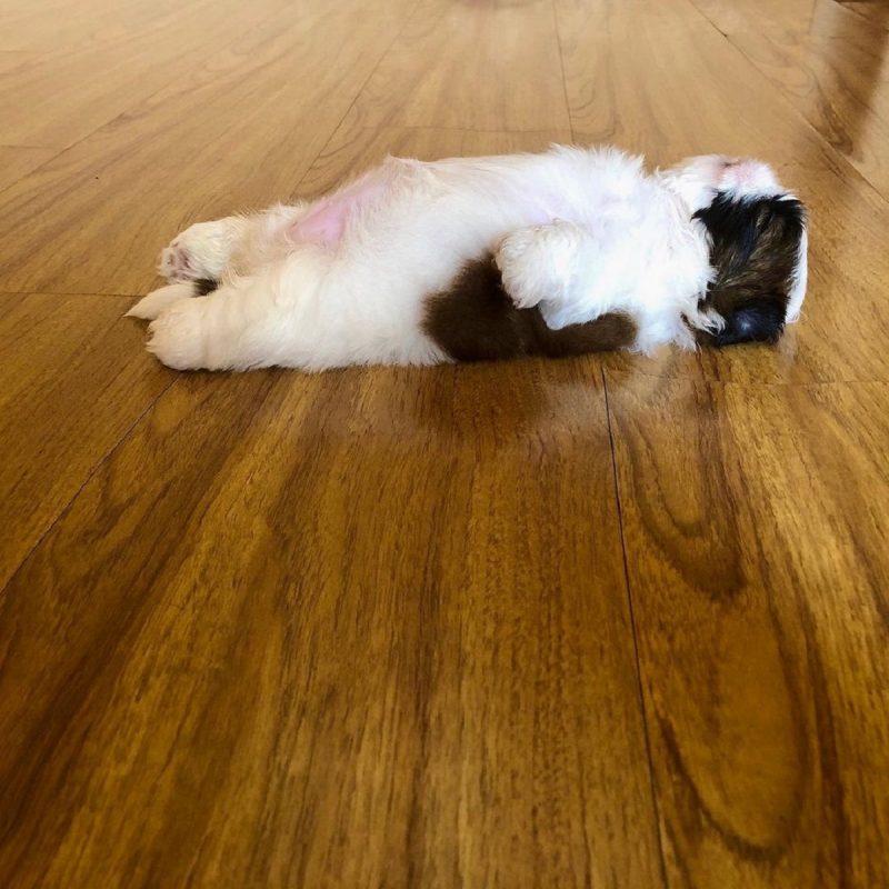 Filhote tirando uma soneca com a barriga para cima.