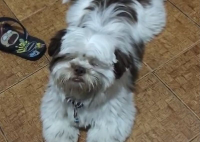 Cachorro faz sucesso nas redes sociais