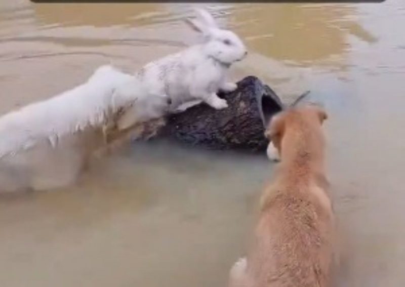 Cachorro ajuda coelho