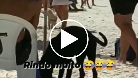 VÍDEO! Cachorro &#8216;toca o terror&#8217; em praia e viraliza: &#8216;Deu mole e o chinelo já era&#8217;
