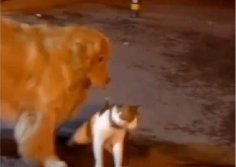 Cachorro da paz evita que gato esquentado arrume problema na rua