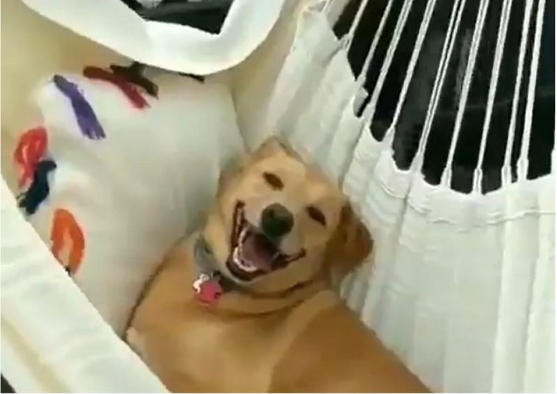 Cachorro é só felicidade em rede