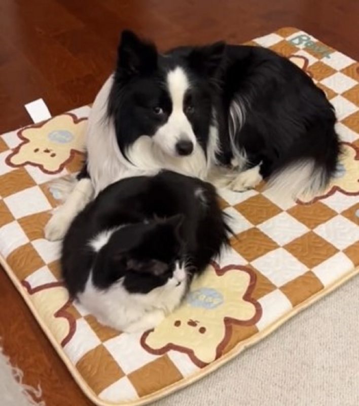 Al&eacute;m de serem parecidos fisicamente, s&atilde;o parecidos em suas personalidades – Foto: Internet/Reprodu&ccedil;&atilde;o/ND