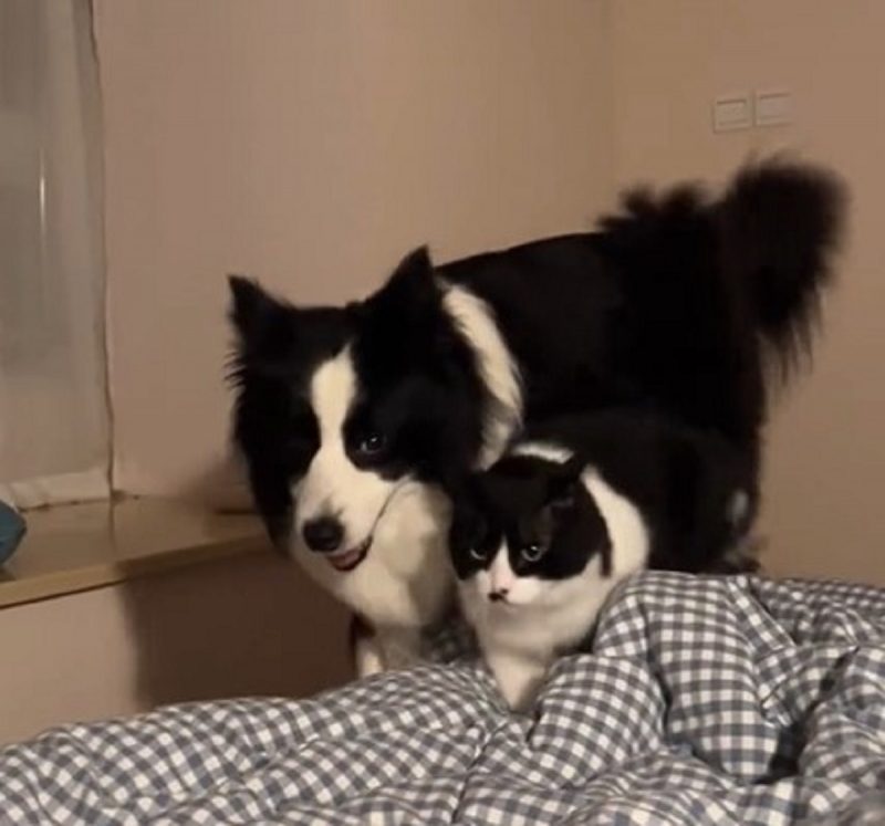 Border Collie e gato