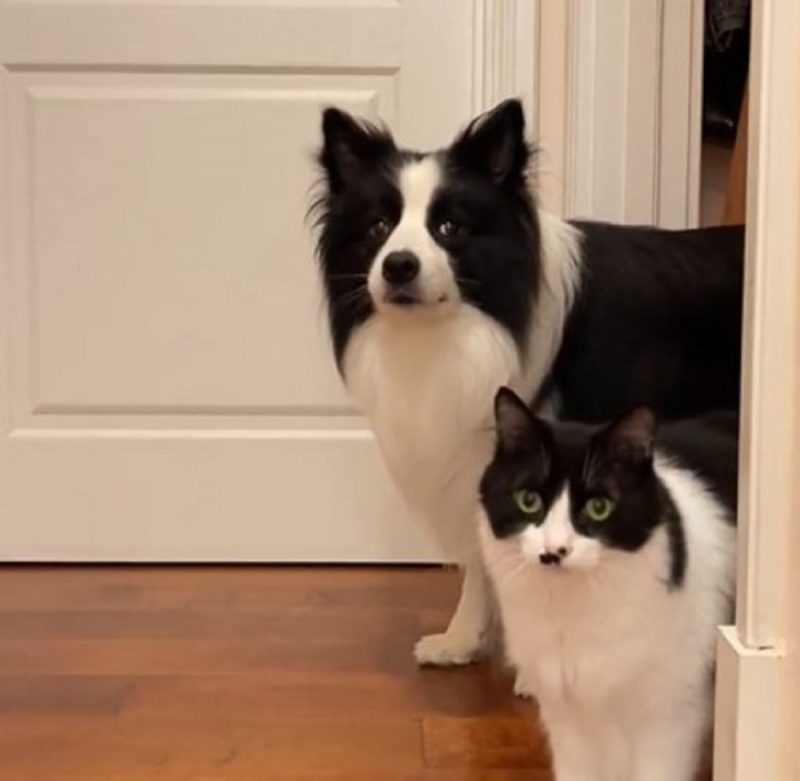 Cachorro e gato viralizam por ser muito semelhantes – Foto: Internet/Reprodu&ccedil;&atilde;o/ND