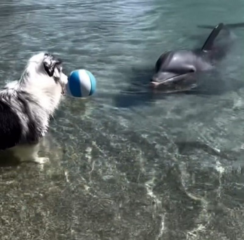 Cachorro e golfinho brincam juntos com bola de vôlei 