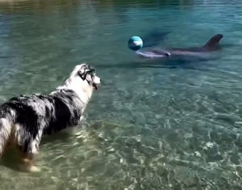 Vídeo dos animais foi postado pelo perfil Dolphin Quest