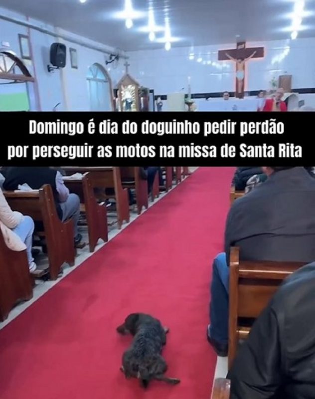 Um cachorro invadiu, brincou no chão e participou da missa no município de Gaspar 