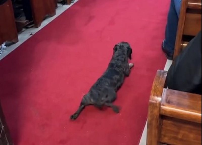 Pet come&ccedil;ou a brincar no tapete da capela – Foto: Internet/Reprodu&ccedil;&atilde;o/ND