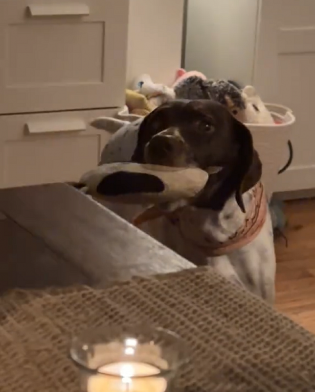 Cachorro resolveu tocar uma m&uacute;sica rom&acirc;ntica – Foto: Internet/Reprodu&ccedil;&atilde;o/ND