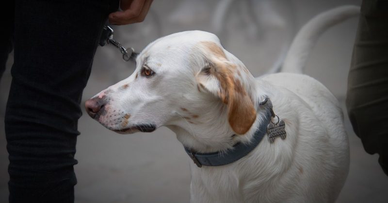 Influenciadora de Crici&uacute;ma, &Eacute;lida Feltrin, foi atacada por seu cachorro – Foto: Freddy/Pixabay/Divulga&ccedil;&atilde;o/ND