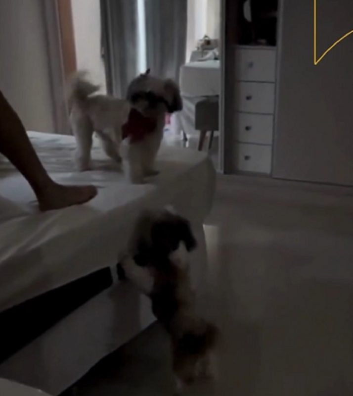 Cachorro visita vizinha "aumiga" para chamar para brincar - Foto: Danichermont/Reprodução/ND