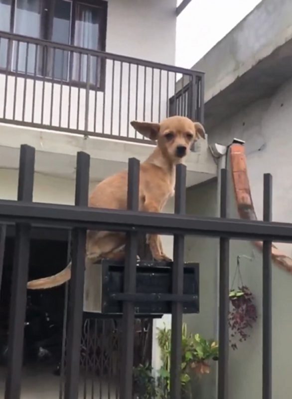 Cachorro porteiro é visto em cima do portão e publicação viraliza 