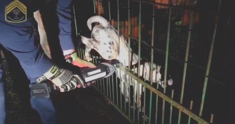 Cachorro fica entalado em grade de portão 