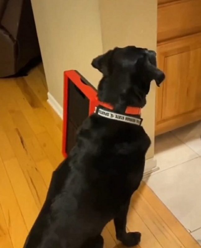 O outro pet estava esperando sua comida pacientemente – Foto: Internet/Reprodu&ccedil;&atilde;o/ND