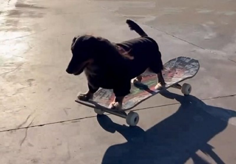 Rowdy consegue atingir altas velocidades sobre o skate