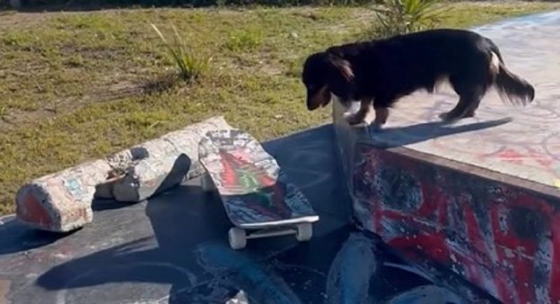 Salsicha skatista se prepara para saltar no skate