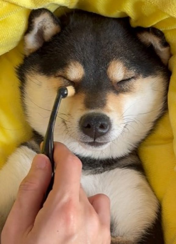 Pet recebeu massagem e cuidados com a beleza – Foto: Internet/Reprodu&ccedil;&atilde;o/ND