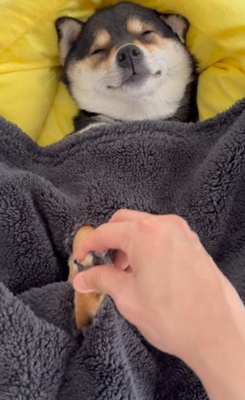 Cachorro tem dia de beleza em Spa – Foto: Internet/Reprodu&ccedil;&atilde;o/ND