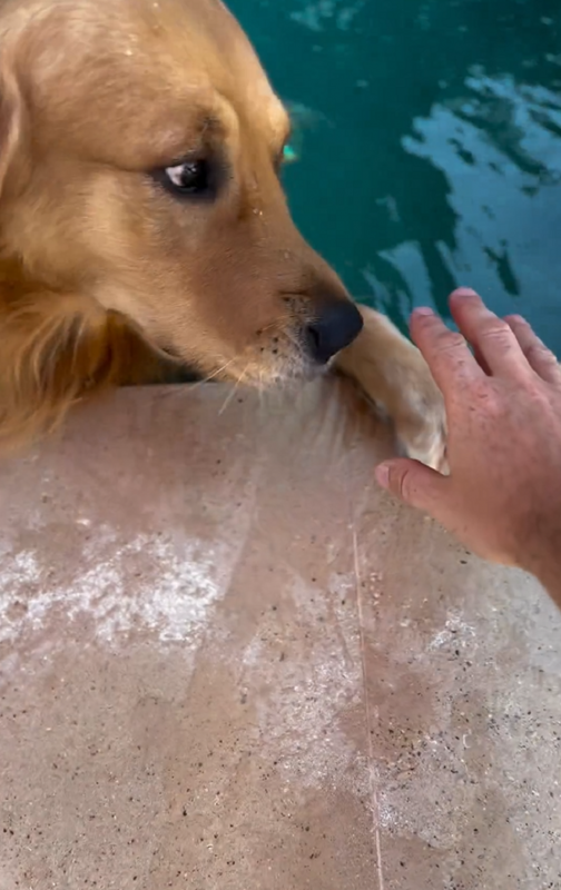 Tutor “trai” cachorro ao derruba-lo em piscina – Foto: Internet/Reprodu&ccedil;&atilde;o/ND