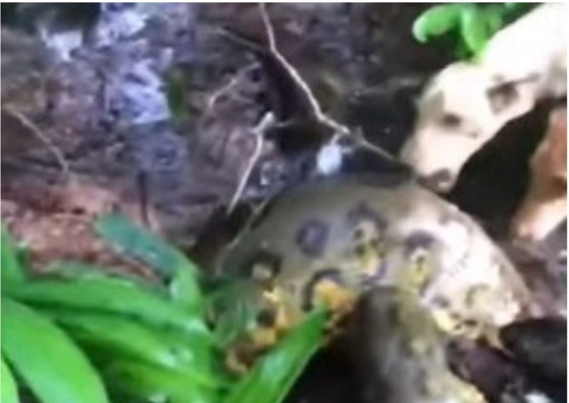 Cachorros encaram sucuri