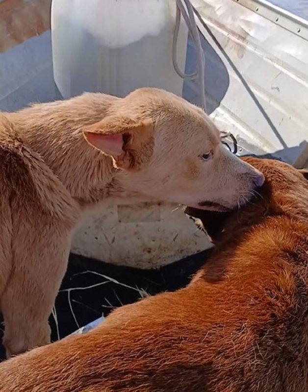 V&iacute;deo mostrando os dois animais vem repercutindo nas redes sociais – Foto: Internet/Reprodu&ccedil;&atilde;o/ND