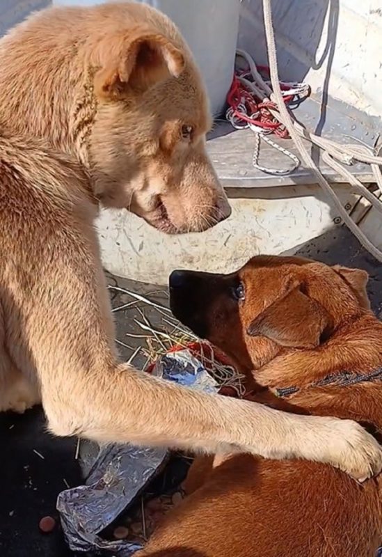 Dois cachorros viram amigos depois do resgate da enchente no RS. Um vídeo mostra a amizade entre os animais. 