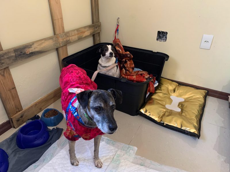 Alguns cachorros pertencem a tutores que perderam suas casas e estão em abrigos que não aceitam animais