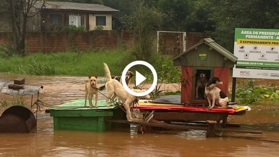 Cães são resgatados de inundação nas margens do Lajeado São José, em Chapecó