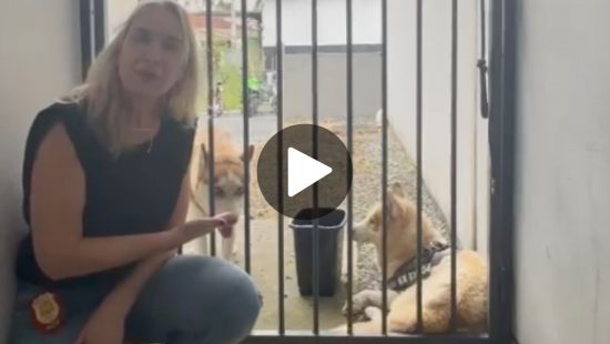 Cães são abandonados em pátio de delegacia em Balneário Camboriú