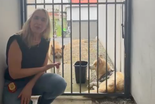 Delegada publicou desabafo sobre abandono dos c&atilde;es – Foto: Reprodu&ccedil;&atilde;o/Instagram